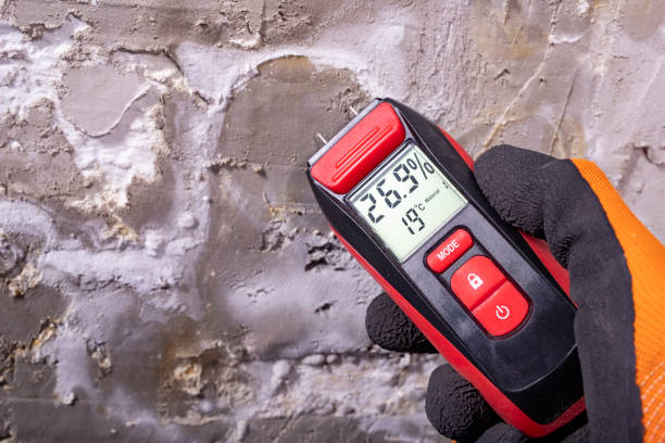 Best Emergency Mold Remediation in Mount Sterling, OH