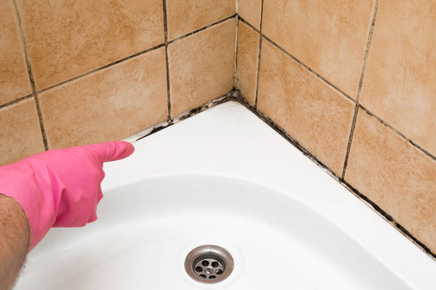 Best Bathroom Mold Remediation in Mount Sterling, OH